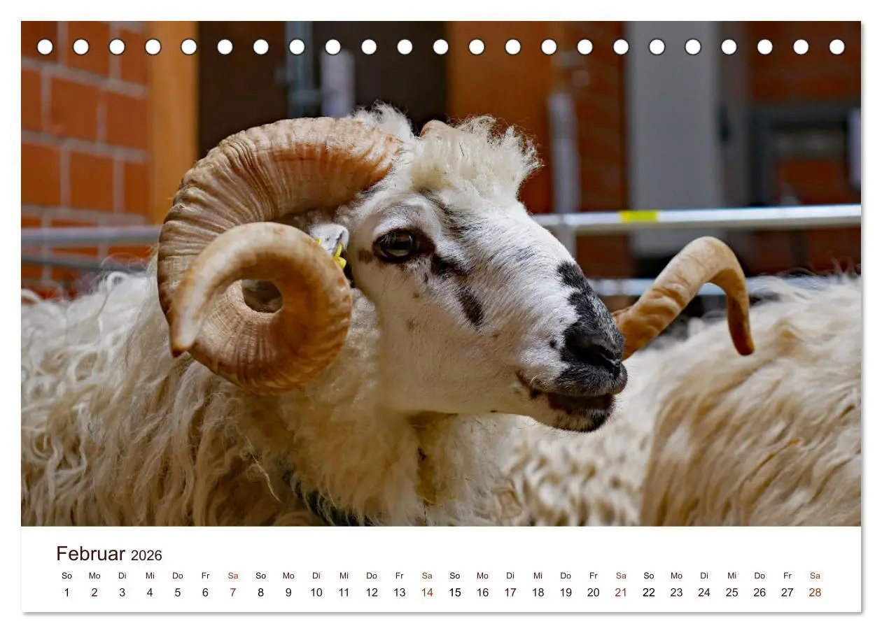 Bild: 9783457739136 | Schöne Schafe (Tischkalender 2026 DIN A5 quer), CALVENDO...
