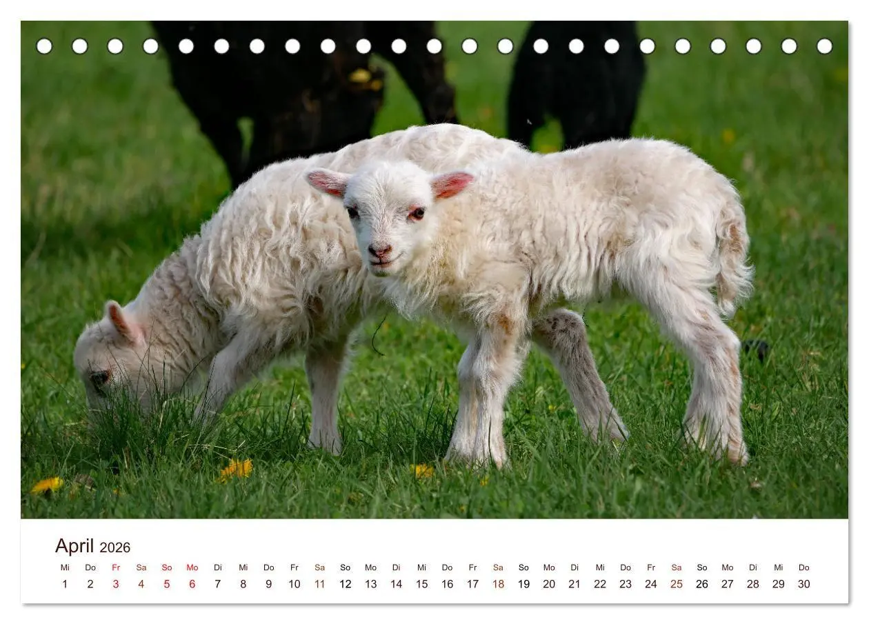 Bild: 9783457739136 | Schöne Schafe (Tischkalender 2026 DIN A5 quer), CALVENDO...