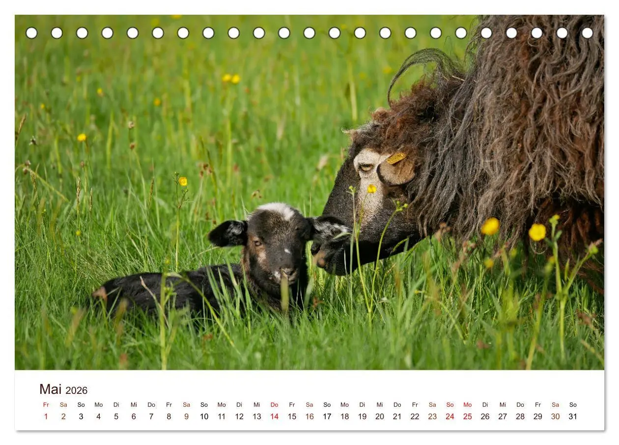 Bild: 9783457739136 | Schöne Schafe (Tischkalender 2026 DIN A5 quer), CALVENDO...