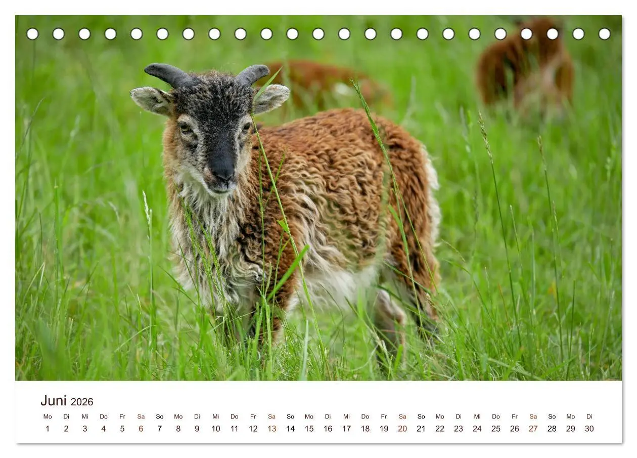 Bild: 9783457739136 | Schöne Schafe (Tischkalender 2026 DIN A5 quer), CALVENDO...