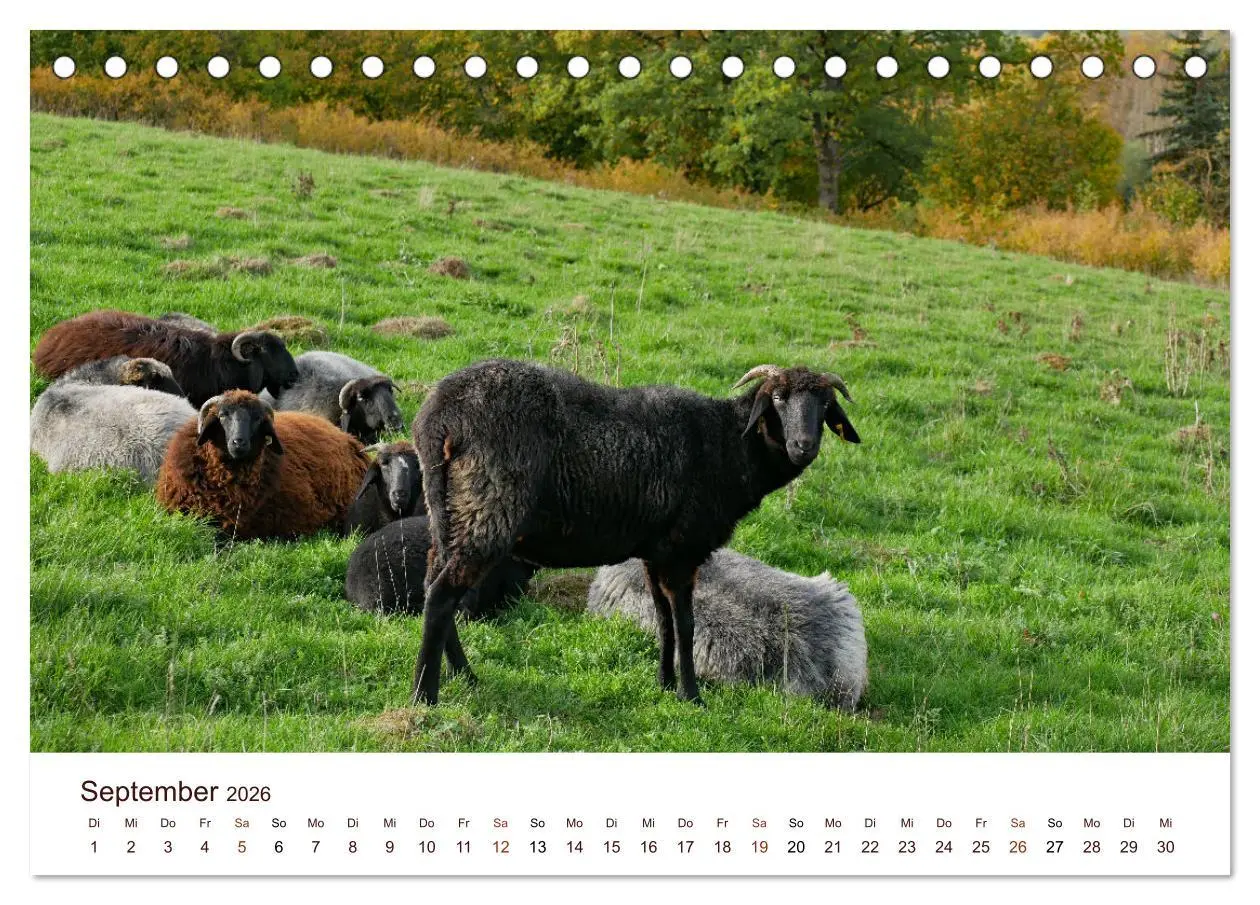 Bild: 9783457739136 | Schöne Schafe (Tischkalender 2026 DIN A5 quer), CALVENDO...