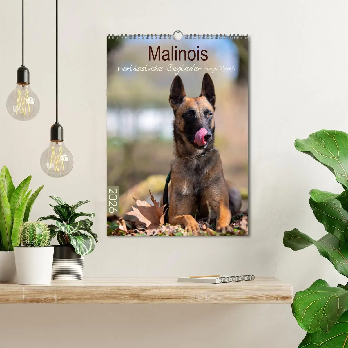 Bild: 9783516379136 | Malinois verlässliche Begleiter (Wandkalender 2026 DIN A3 hoch),...
