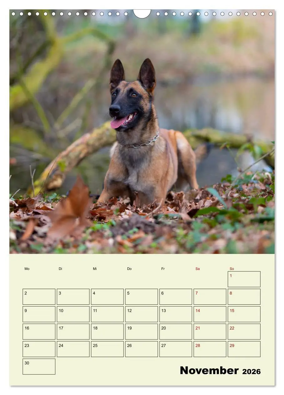 Bild: 9783516379136 | Malinois verlässliche Begleiter (Wandkalender 2026 DIN A3 hoch),...