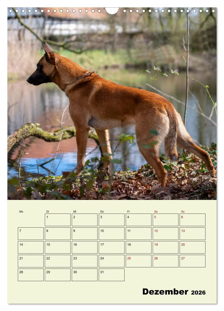 Bild: 9783516379136 | Malinois verlässliche Begleiter (Wandkalender 2026 DIN A3 hoch),...