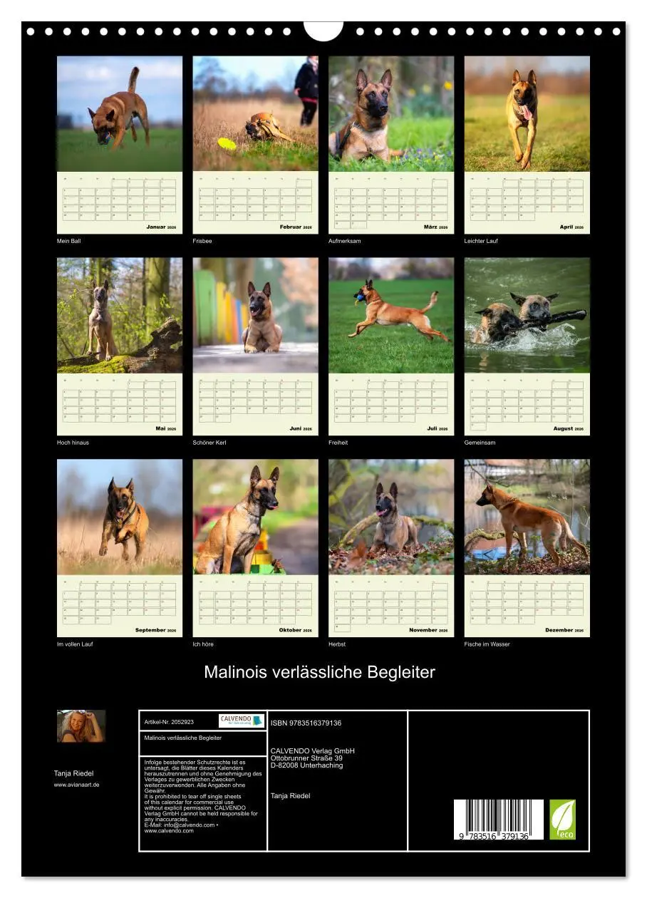 Bild: 9783516379136 | Malinois verlässliche Begleiter (Wandkalender 2026 DIN A3 hoch),...