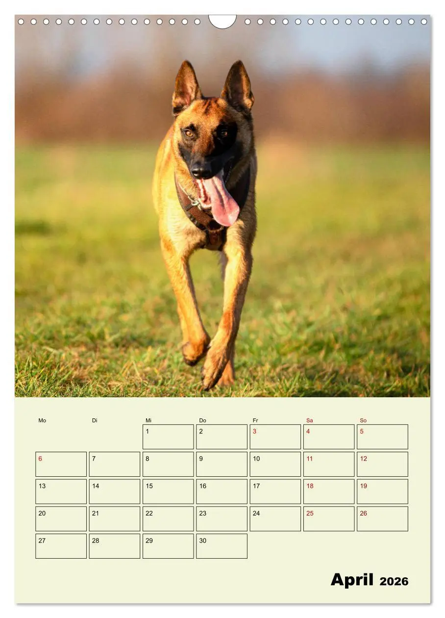 Bild: 9783516379136 | Malinois verlässliche Begleiter (Wandkalender 2026 DIN A3 hoch),...