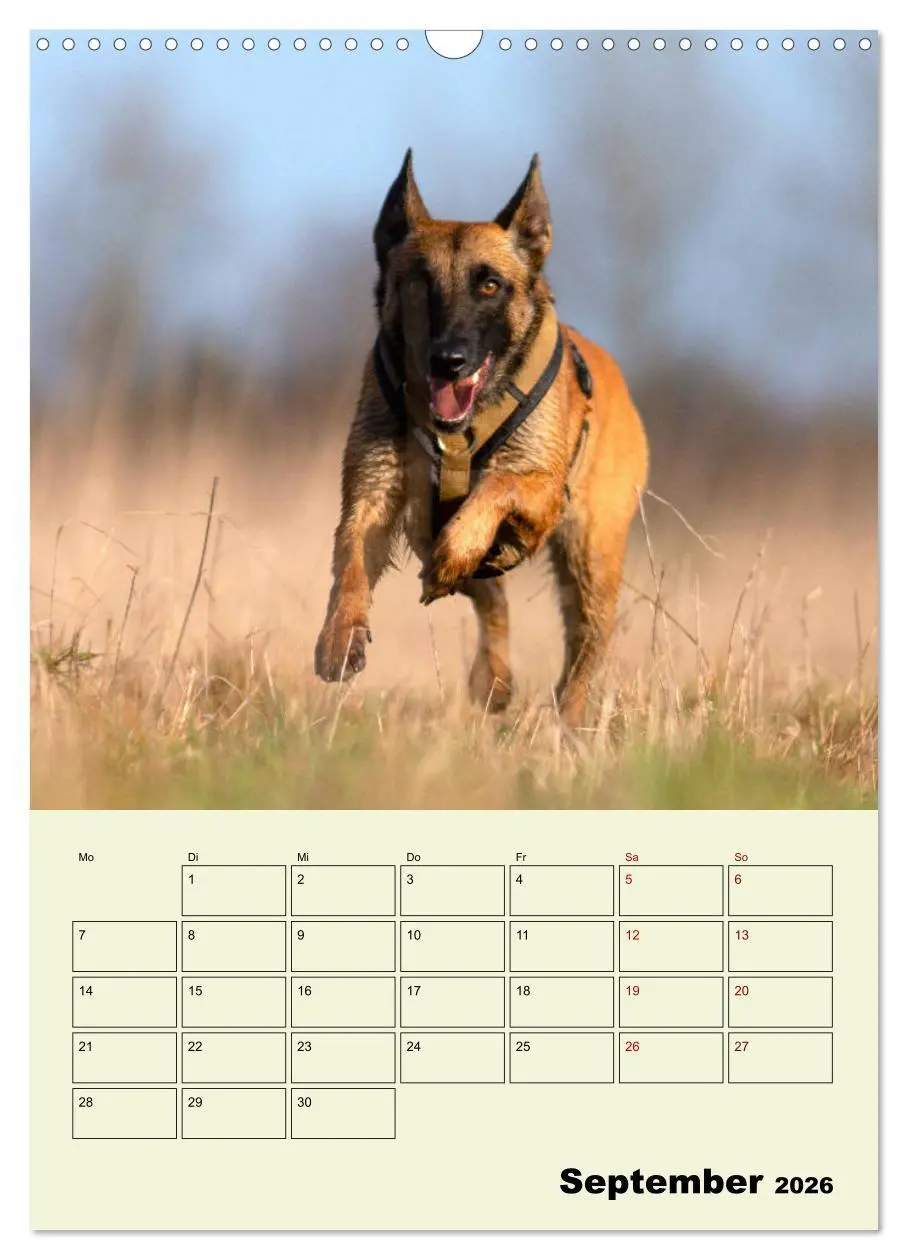Bild: 9783516379136 | Malinois verlässliche Begleiter (Wandkalender 2026 DIN A3 hoch),...