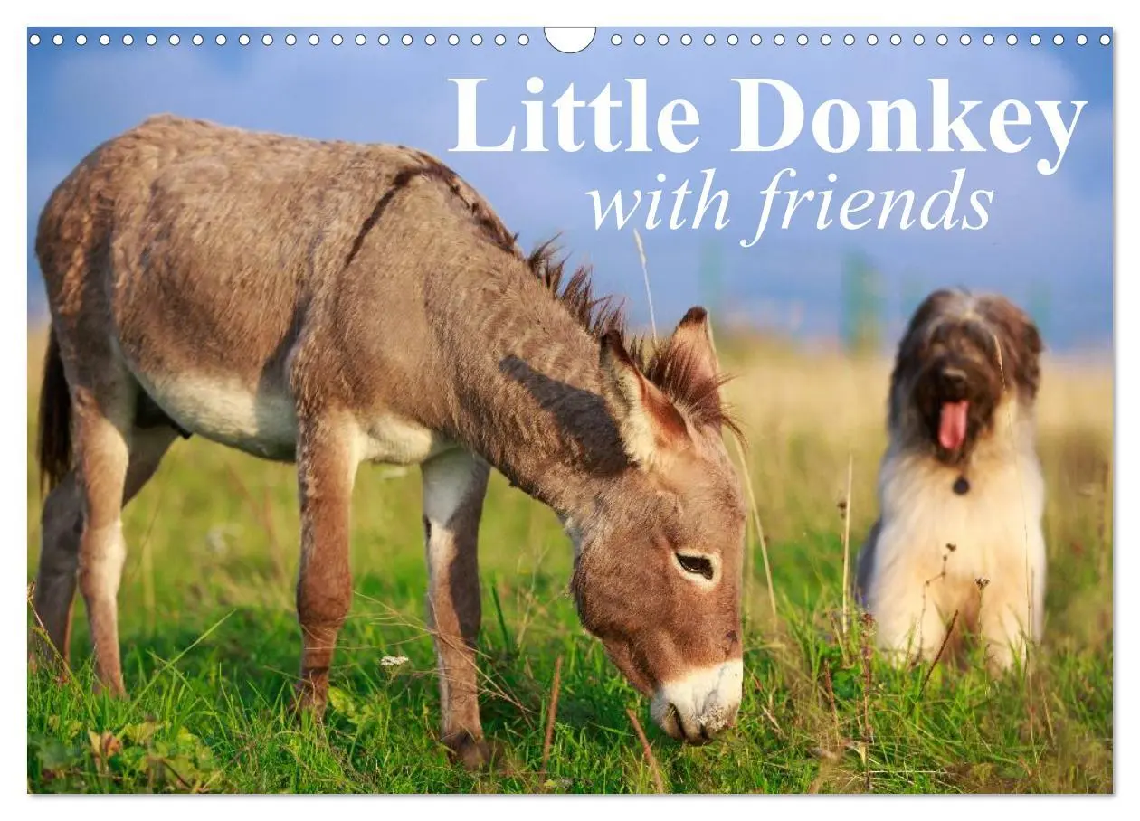 Cover: 9783516579536 | Little Donkey with Friends (Wall Calendar 2026 DIN A3 landscape),...