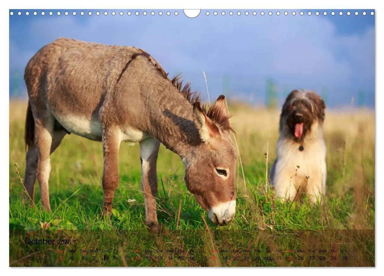 Bild: 9783516579536 | Little Donkey with Friends (Wall Calendar 2026 DIN A3 landscape),...