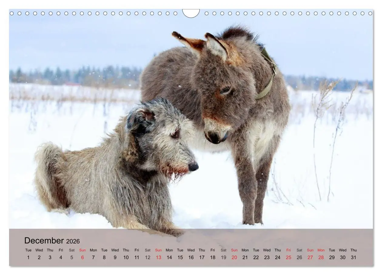 Bild: 9783516579536 | Little Donkey with Friends (Wall Calendar 2026 DIN A3 landscape),...