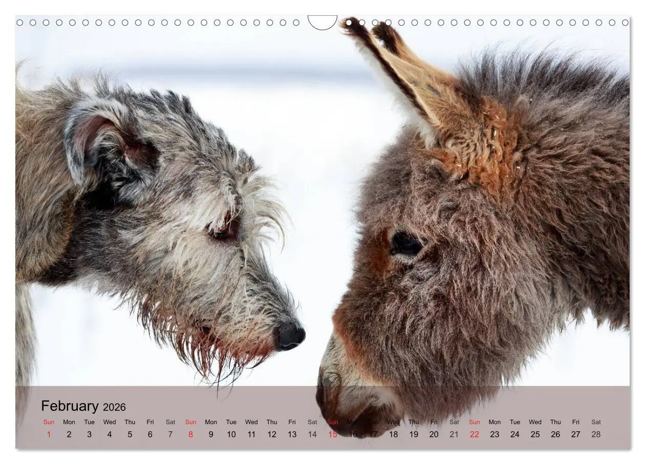 Bild: 9783516579536 | Little Donkey with Friends (Wall Calendar 2026 DIN A3 landscape),...