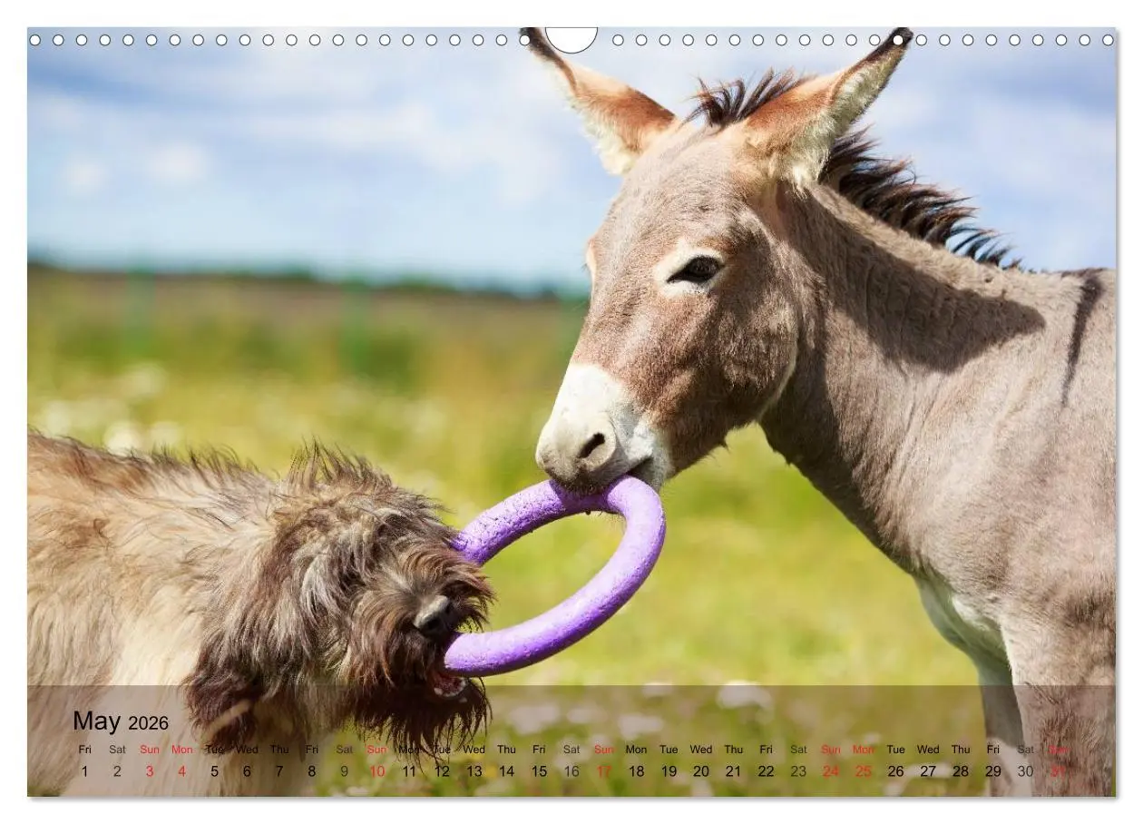 Bild: 9783516579536 | Little Donkey with Friends (Wall Calendar 2026 DIN A3 landscape),...
