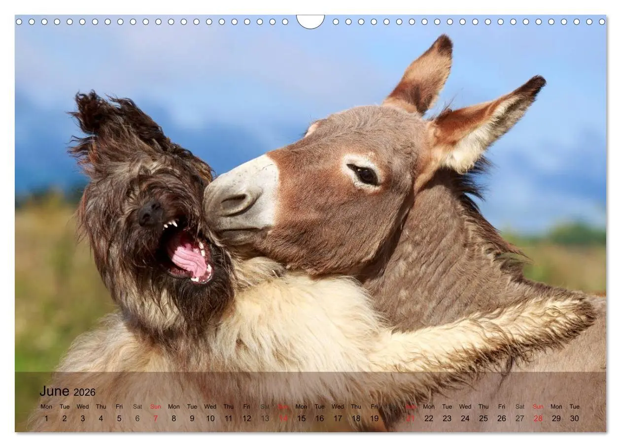 Bild: 9783516579536 | Little Donkey with Friends (Wall Calendar 2026 DIN A3 landscape),...