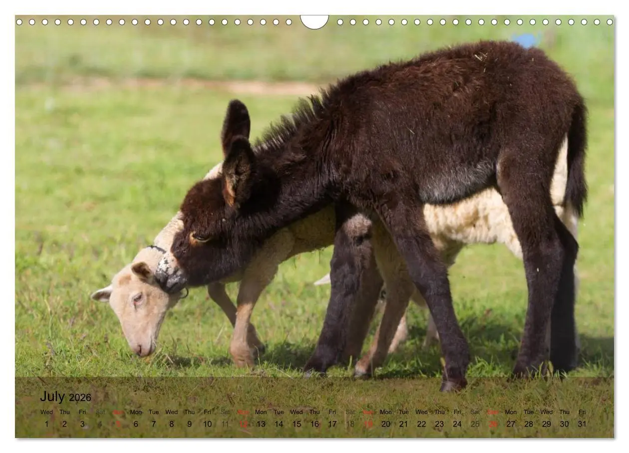 Bild: 9783516579536 | Little Donkey with Friends (Wall Calendar 2026 DIN A3 landscape),...