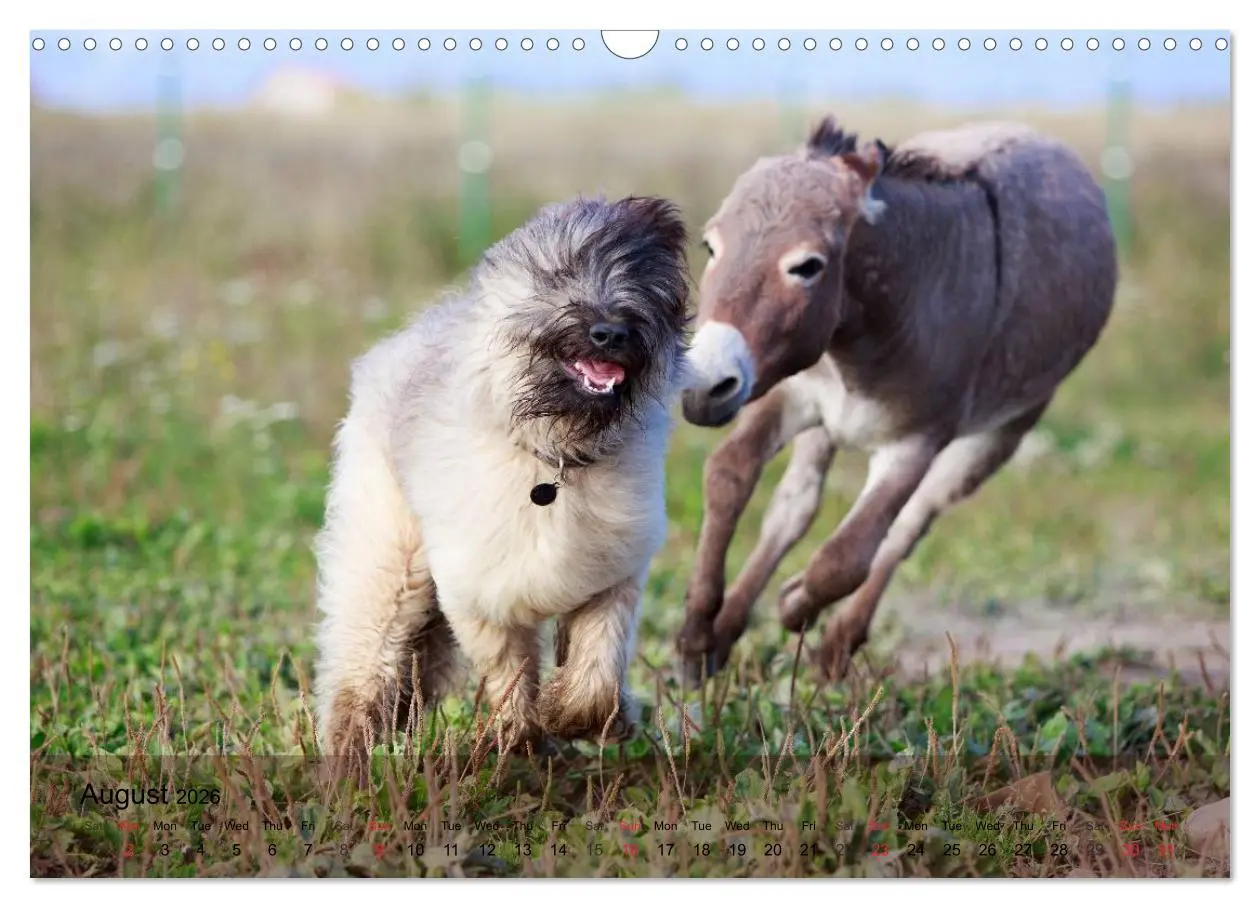Bild: 9783516579536 | Little Donkey with Friends (Wall Calendar 2026 DIN A3 landscape),...