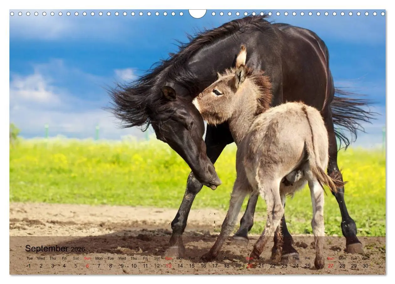 Bild: 9783516579536 | Little Donkey with Friends (Wall Calendar 2026 DIN A3 landscape),...