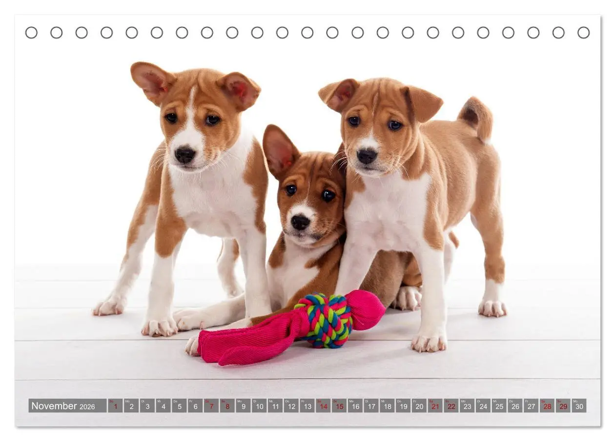 Bild: 9783457619636 | Coole Basenjis (Tischkalender 2026 DIN A5 quer), CALVENDO...