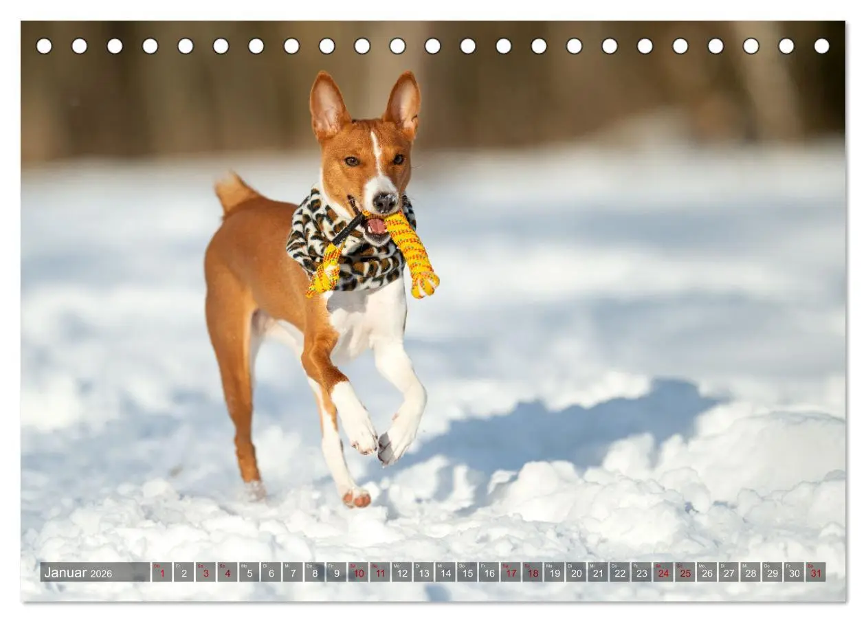 Bild: 9783457619636 | Coole Basenjis (Tischkalender 2026 DIN A5 quer), CALVENDO...