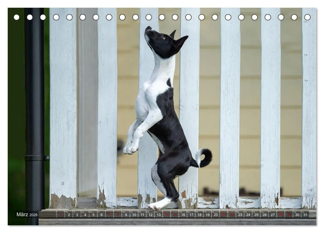 Bild: 9783457619636 | Coole Basenjis (Tischkalender 2026 DIN A5 quer), CALVENDO...