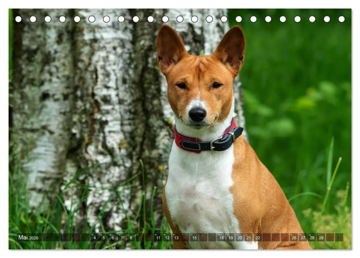 Bild: 9783457619636 | Coole Basenjis (Tischkalender 2026 DIN A5 quer), CALVENDO...