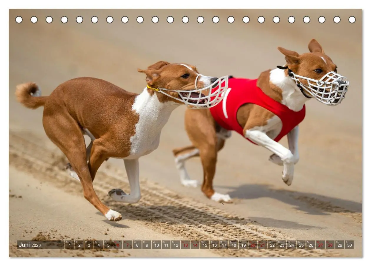 Bild: 9783457619636 | Coole Basenjis (Tischkalender 2026 DIN A5 quer), CALVENDO...
