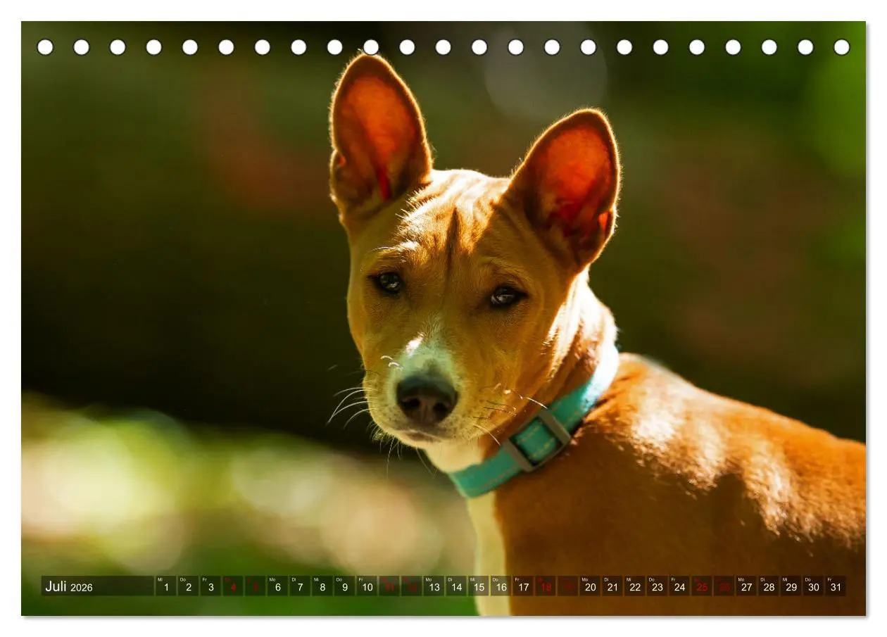 Bild: 9783457619636 | Coole Basenjis (Tischkalender 2026 DIN A5 quer), CALVENDO...
