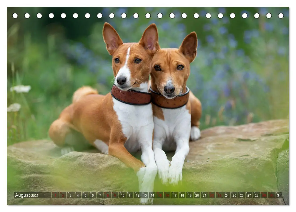 Bild: 9783457619636 | Coole Basenjis (Tischkalender 2026 DIN A5 quer), CALVENDO...