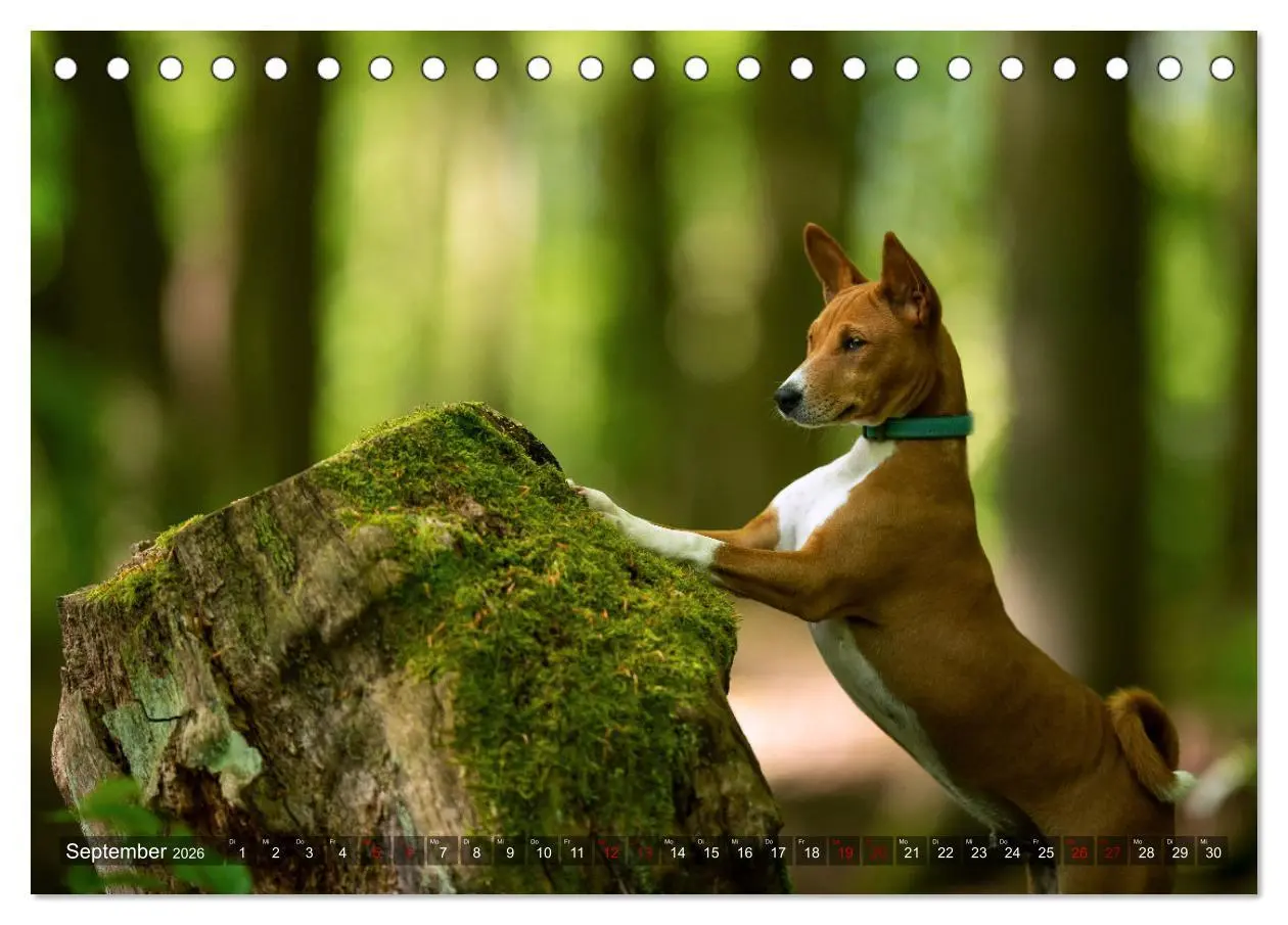 Bild: 9783457619636 | Coole Basenjis (Tischkalender 2026 DIN A5 quer), CALVENDO...