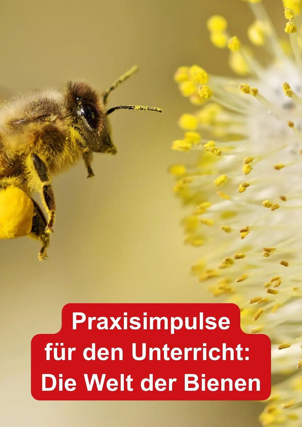 Bild: 9783867409636 | Themenheft Bienen | Teresa Zabori | Broschüre | 32 S. | Deutsch | 2019