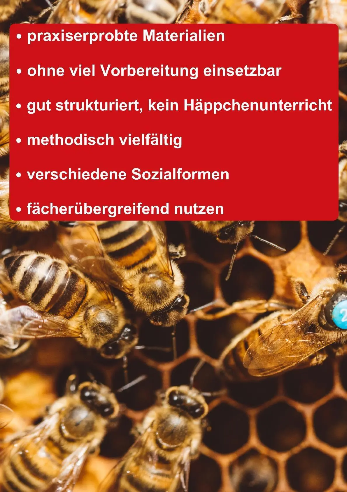 Bild: 9783867409636 | Themenheft Bienen | Teresa Zabori | Broschüre | 32 S. | Deutsch | 2019