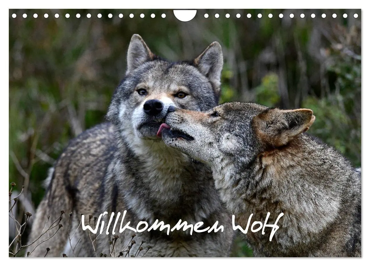 Cover: 9783457769836 | Willkommen Wolf (Wandkalender 2026 DIN A4 quer), CALVENDO...