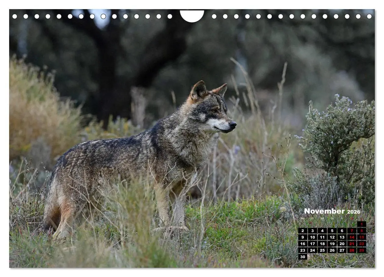 Bild: 9783457769836 | Willkommen Wolf (Wandkalender 2026 DIN A4 quer), CALVENDO...