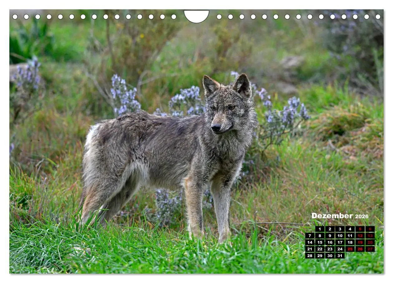 Bild: 9783457769836 | Willkommen Wolf (Wandkalender 2026 DIN A4 quer), CALVENDO...