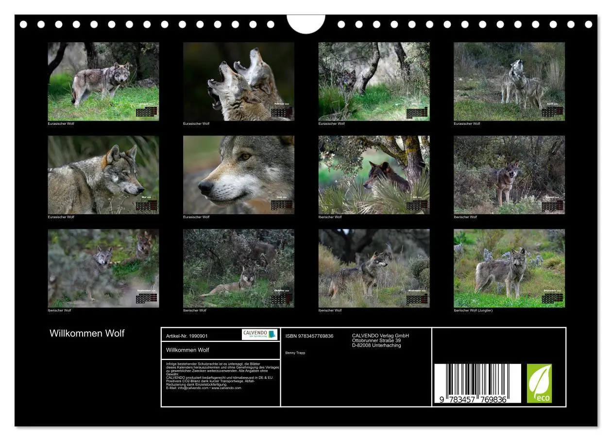 Bild: 9783457769836 | Willkommen Wolf (Wandkalender 2026 DIN A4 quer), CALVENDO...