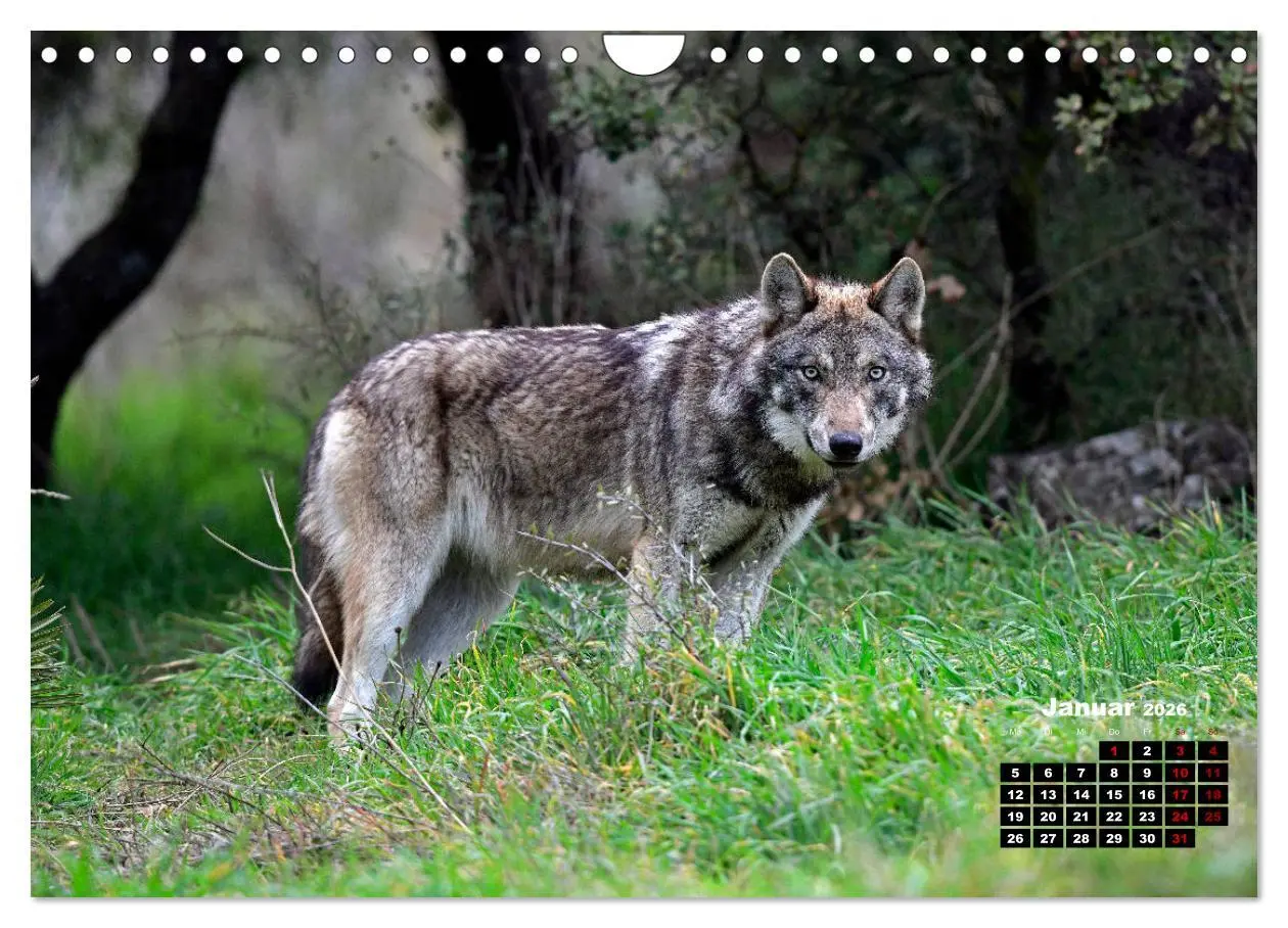 Bild: 9783457769836 | Willkommen Wolf (Wandkalender 2026 DIN A4 quer), CALVENDO...
