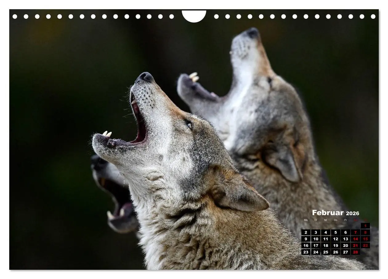 Bild: 9783457769836 | Willkommen Wolf (Wandkalender 2026 DIN A4 quer), CALVENDO...