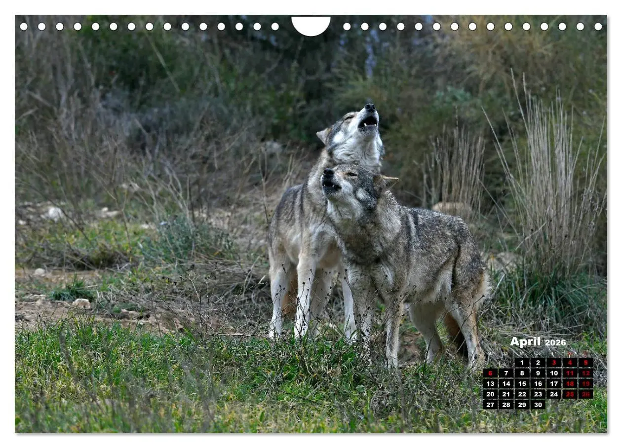 Bild: 9783457769836 | Willkommen Wolf (Wandkalender 2026 DIN A4 quer), CALVENDO...
