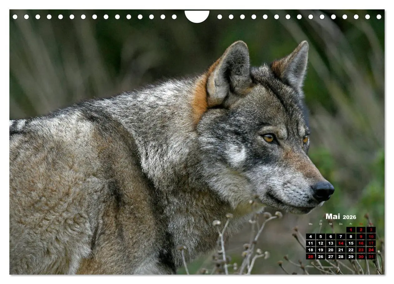 Bild: 9783457769836 | Willkommen Wolf (Wandkalender 2026 DIN A4 quer), CALVENDO...