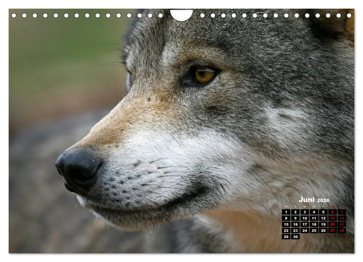 Bild: 9783457769836 | Willkommen Wolf (Wandkalender 2026 DIN A4 quer), CALVENDO...
