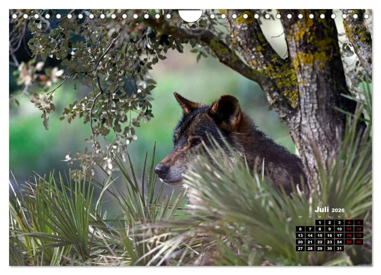 Bild: 9783457769836 | Willkommen Wolf (Wandkalender 2026 DIN A4 quer), CALVENDO...