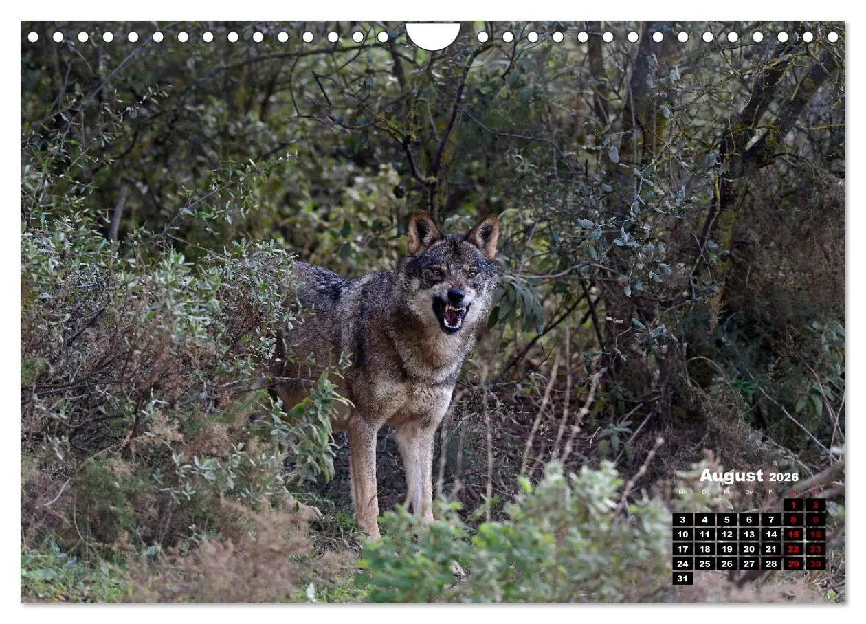 Bild: 9783457769836 | Willkommen Wolf (Wandkalender 2026 DIN A4 quer), CALVENDO...