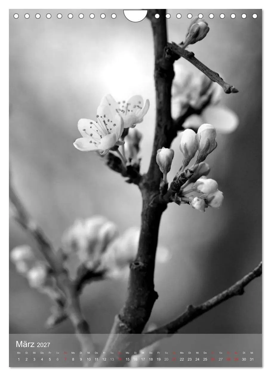 Bild: 9783569949836 | Monochrome Blüten - In Schwarz-Weiß Bildern durch das Jahr...