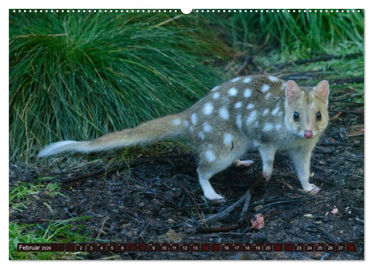 Bild: 9783457379936 | Traumpfade Australien (Wandkalender 2026 DIN A2 quer), CALVENDO...