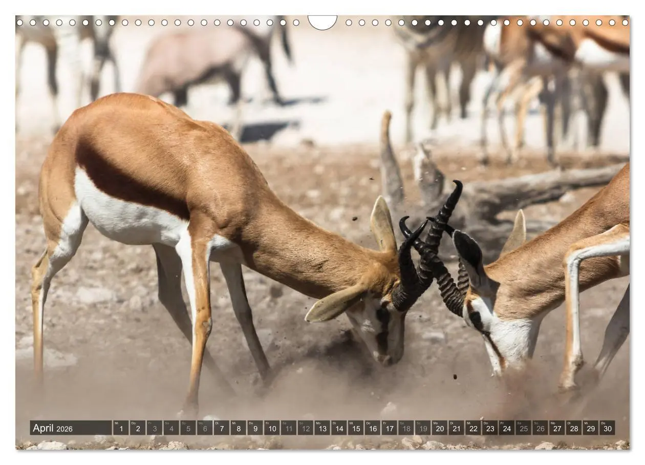 Bild: 9783516159936 | Wildes Namibia (Wandkalender 2026 DIN A3 quer), CALVENDO...