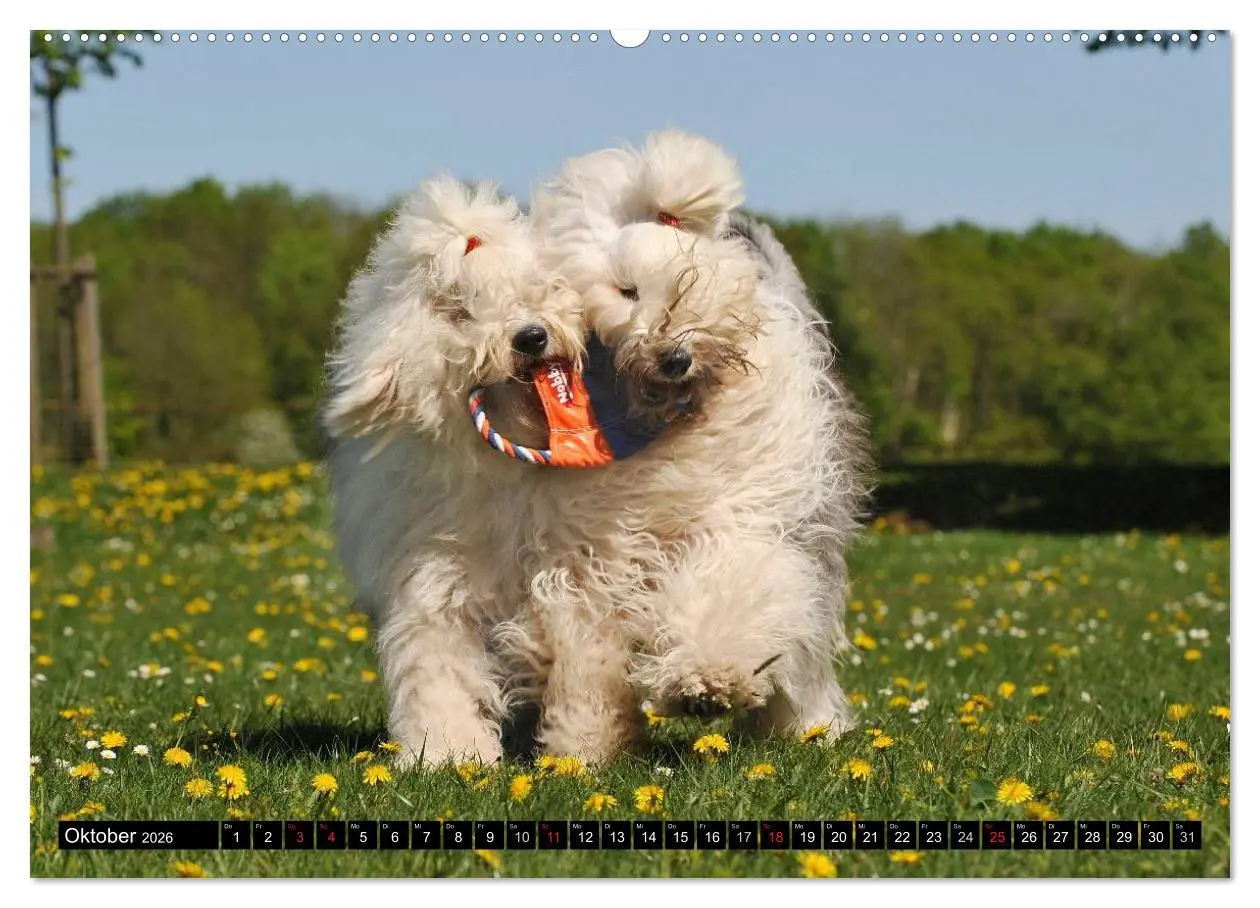 Bild: 9783516030037 | Traumhund Bobtail (Wandkalender 2026 DIN A2 quer), CALVENDO...