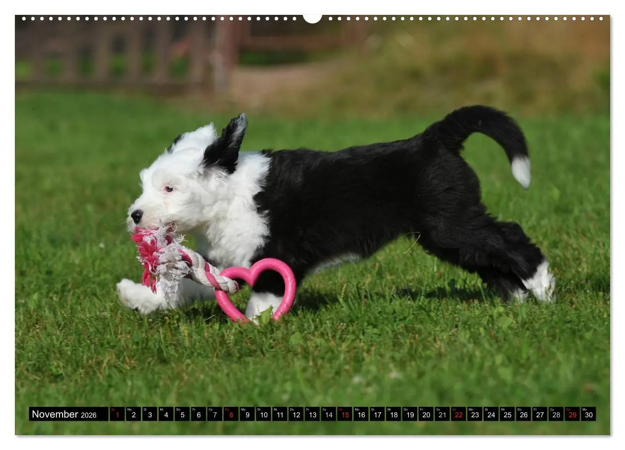 Bild: 9783516030037 | Traumhund Bobtail (Wandkalender 2026 DIN A2 quer), CALVENDO...