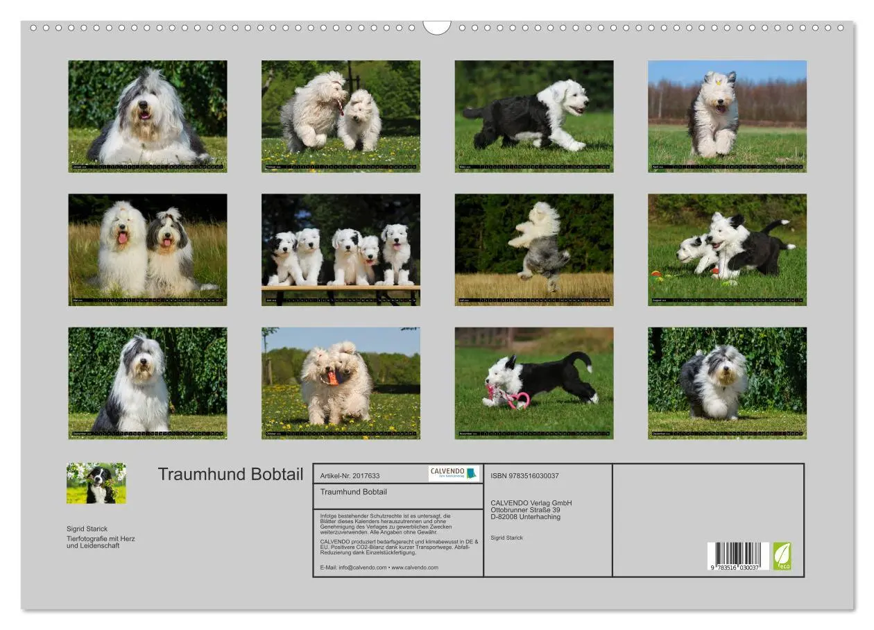 Bild: 9783516030037 | Traumhund Bobtail (Wandkalender 2026 DIN A2 quer), CALVENDO...