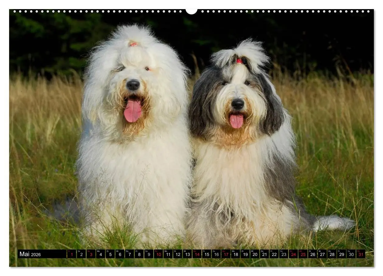 Bild: 9783516030037 | Traumhund Bobtail (Wandkalender 2026 DIN A2 quer), CALVENDO...