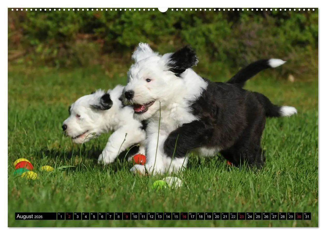 Bild: 9783516030037 | Traumhund Bobtail (Wandkalender 2026 DIN A2 quer), CALVENDO...