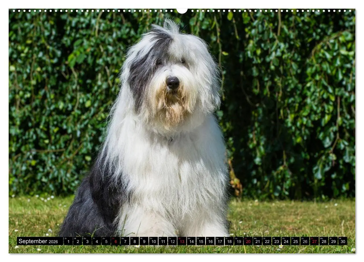 Bild: 9783516030037 | Traumhund Bobtail (Wandkalender 2026 DIN A2 quer), CALVENDO...